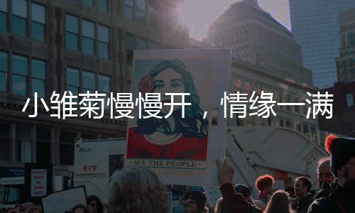 小雏菊慢慢开，情缘一满爱自来